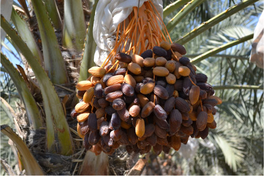 Choosing the Right Kurma Supplier: A Guide to Sourcing the Finest Dates