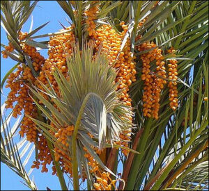 date palms